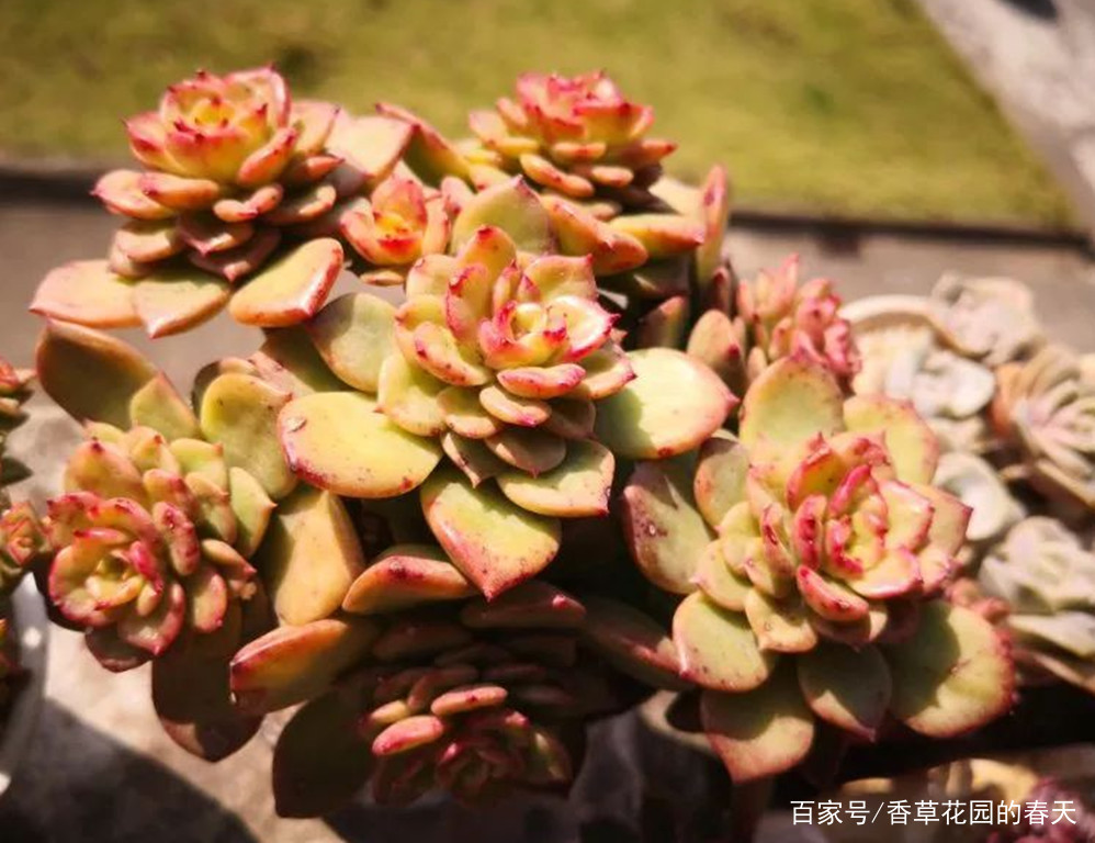 多肉里也有各种牡丹争奇斗艳 是的 5种多肉里的牡丹都很美 百科ta说