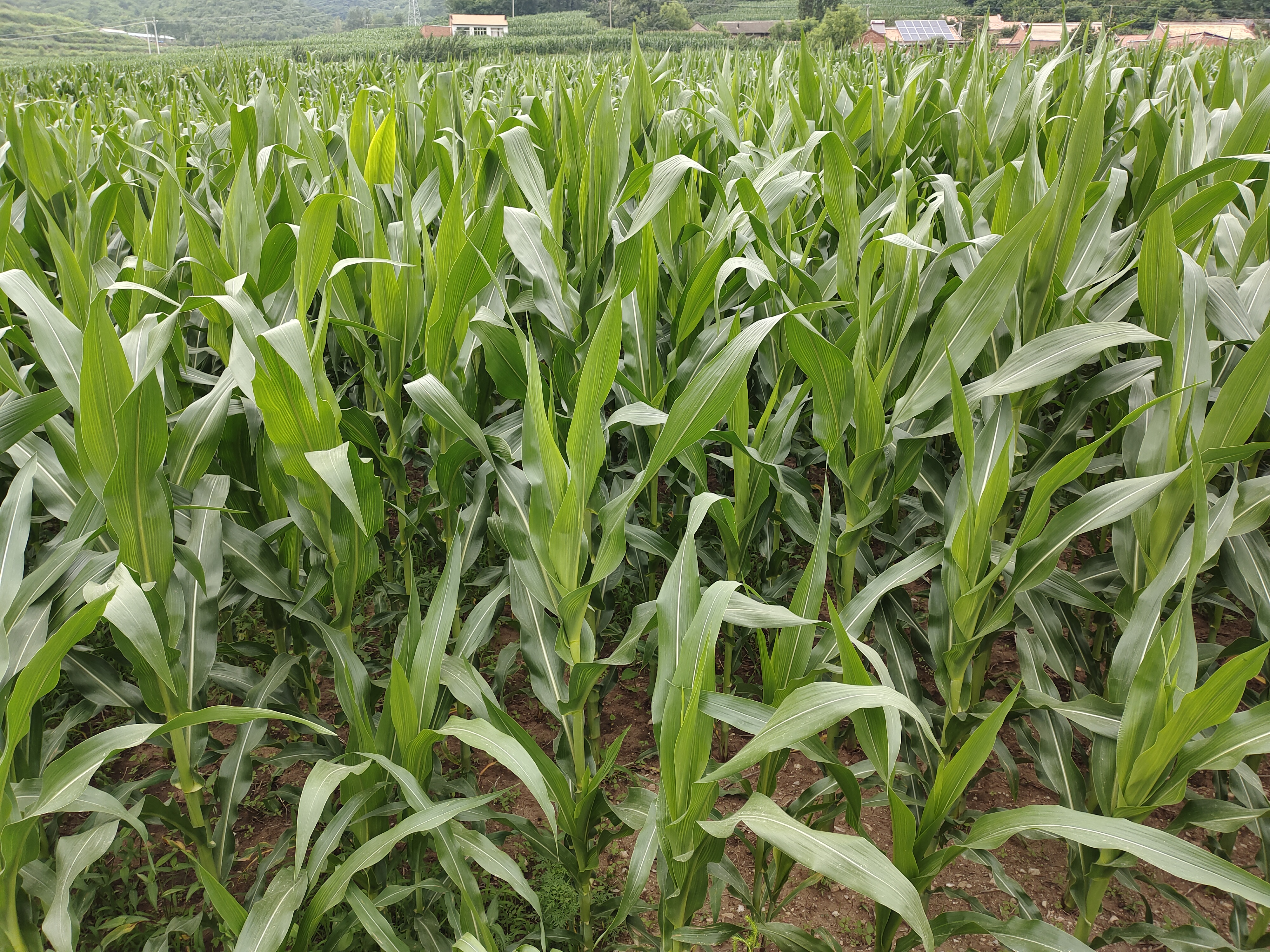 data-lemmaid="2458872">禾本科 /a>玉蜀黍属一年生草本作物植物,属于