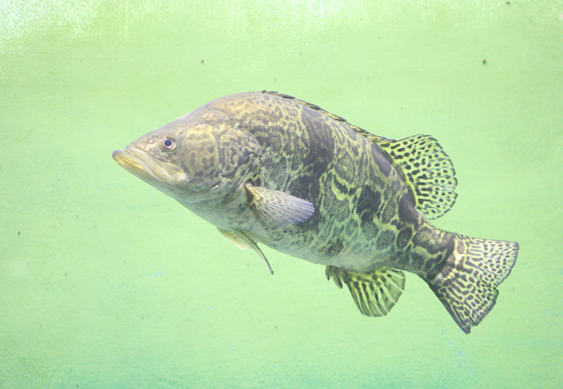  p>鳜(学名: i>siniperca chuatsi /i>)是鮨科,鳜属的鱼类.