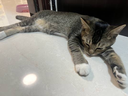 中华雀猫_百度百科