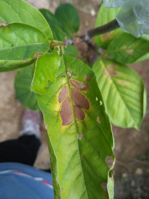 玉兰（木兰科玉兰属植物）_百度百科