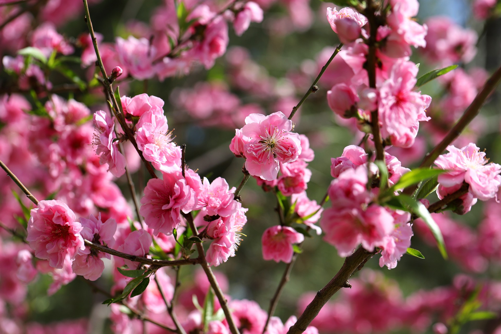 prunus persica atropurpurea
