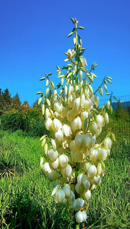 剑麻（天门冬科龙舌兰属植物）_百度百科