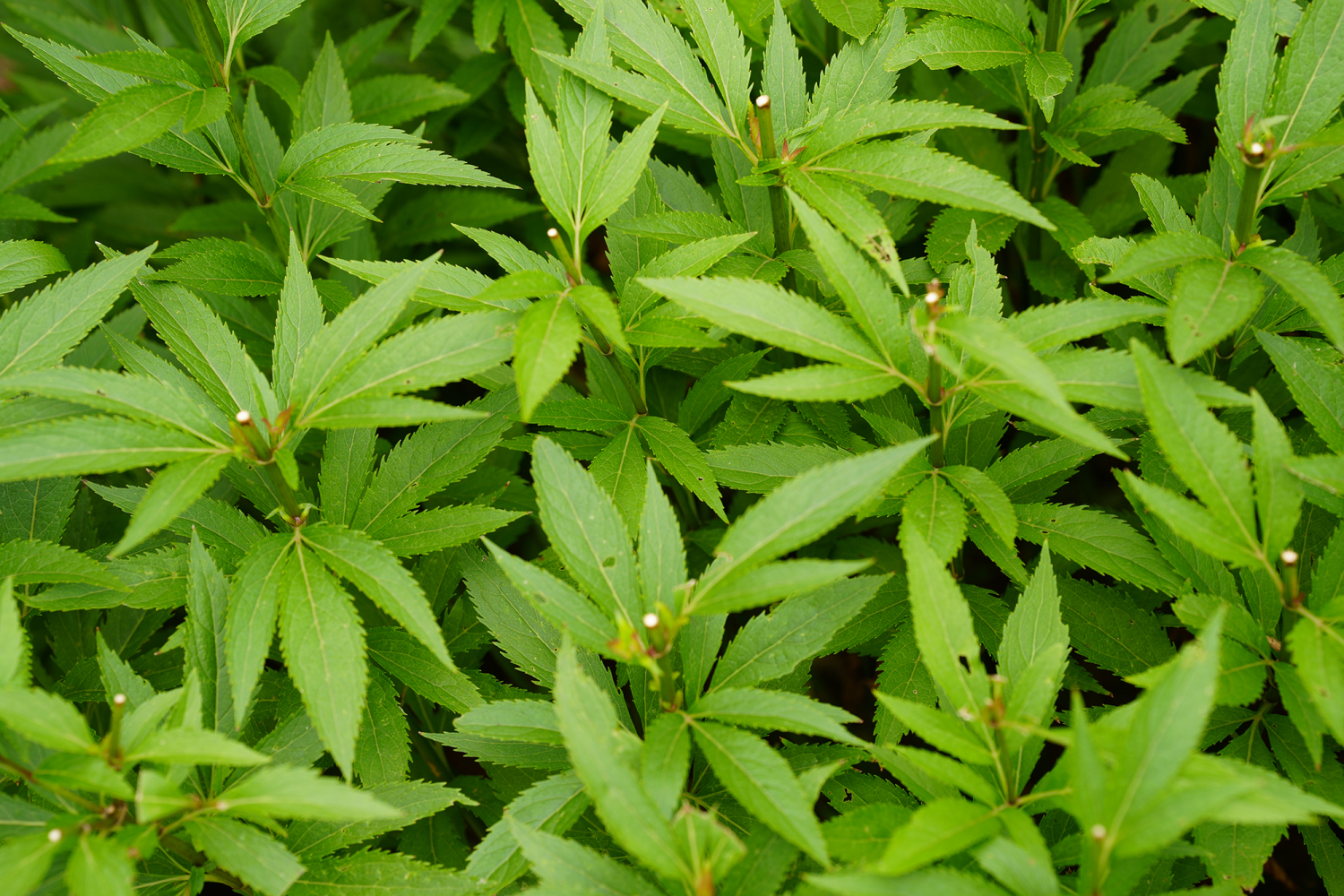 佩兰（菊科泽兰属植物）_百度百科