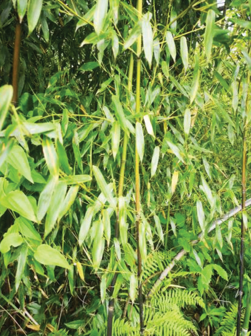 硬头青竹无性系1号