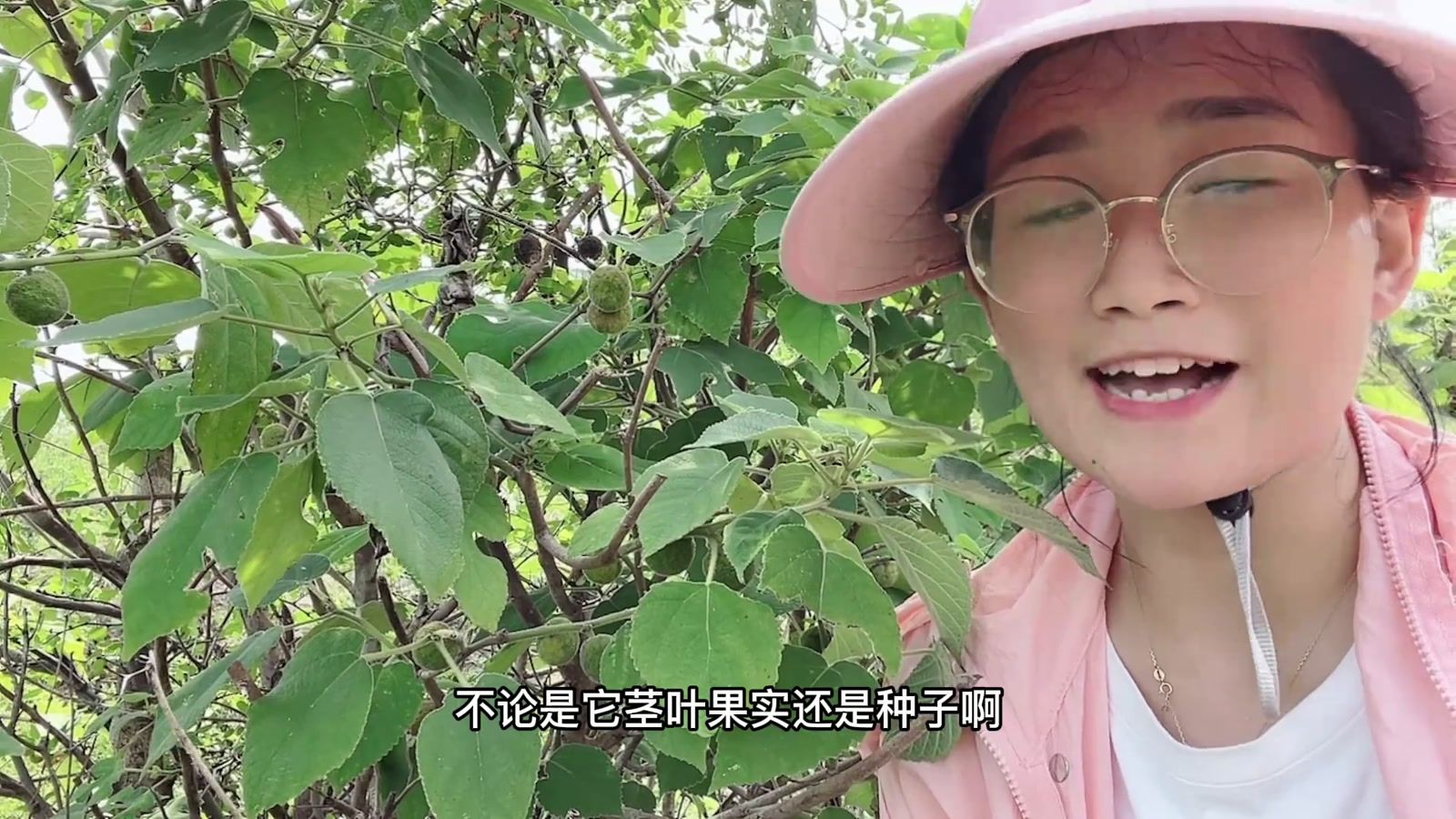农村常见植物构树：它的果实褚实子价值珍贵，你认识它吗？_科星球_百度百科