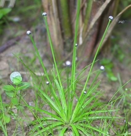  p>老谷精草( a target="_blank" href="/item/学名/8074290" data