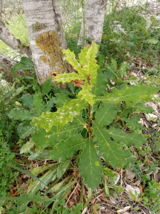 没食子树_百度百科
