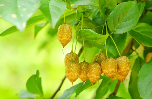 江苏省中国科学院植物研究所（南京中山植物园）_百度百科