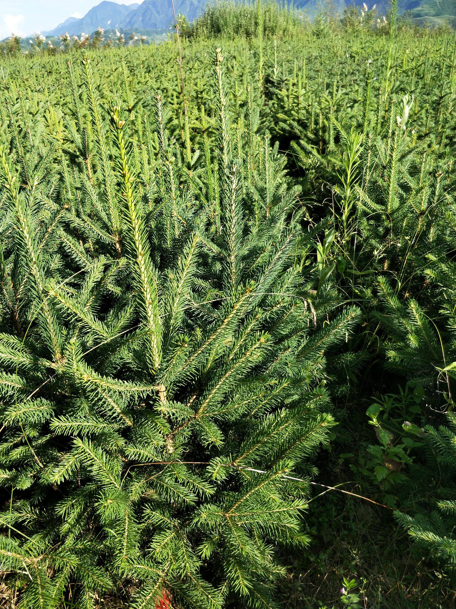 青海云杉无性系194