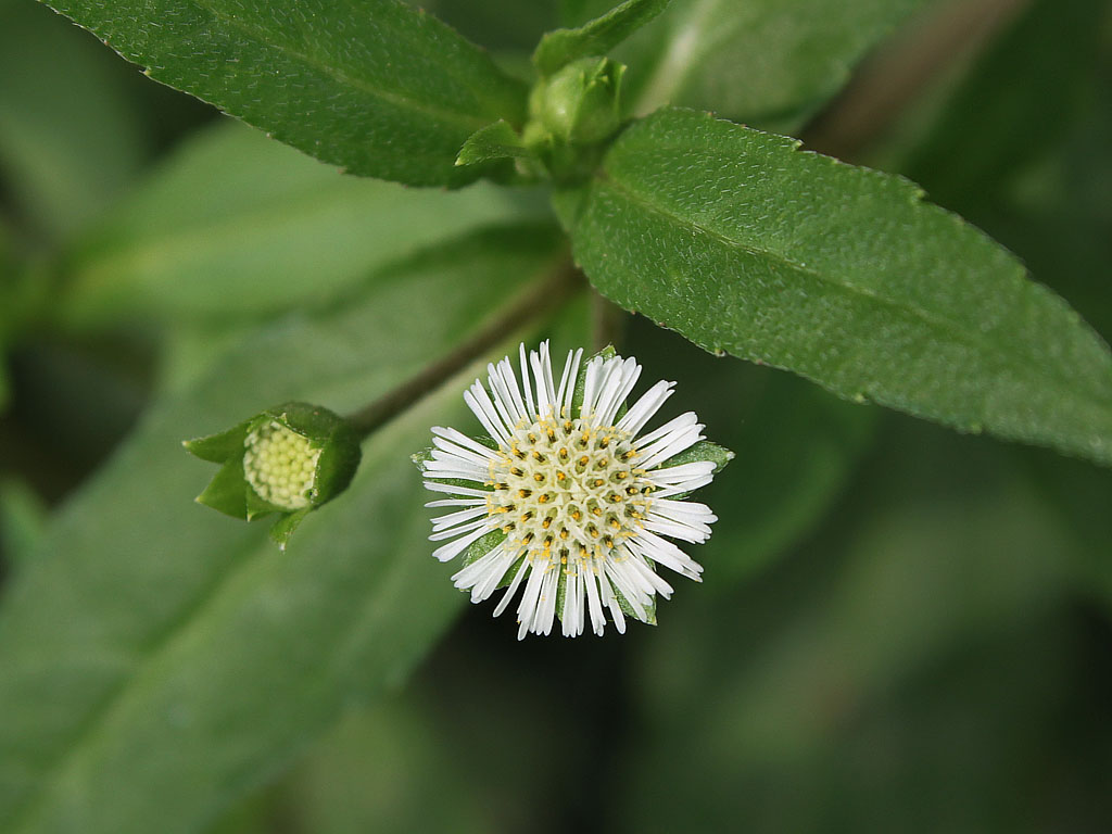 是菊科,鳢肠属一年生 a target="_blank" href="/item/草本/541696"