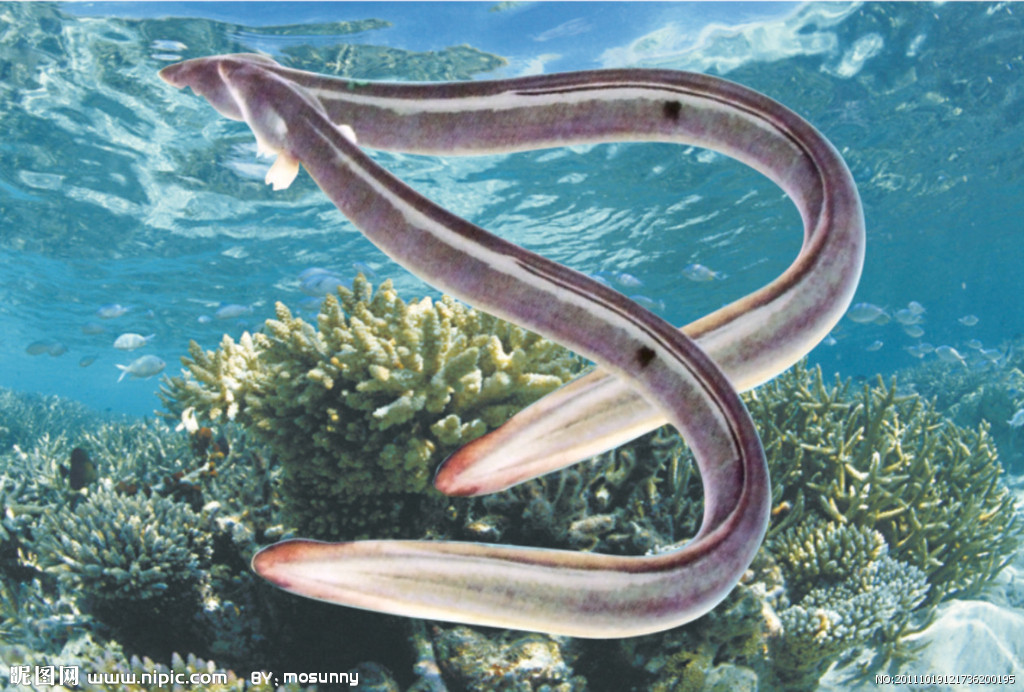 鳗鲡在25-27℃时食欲最旺,生长最快.