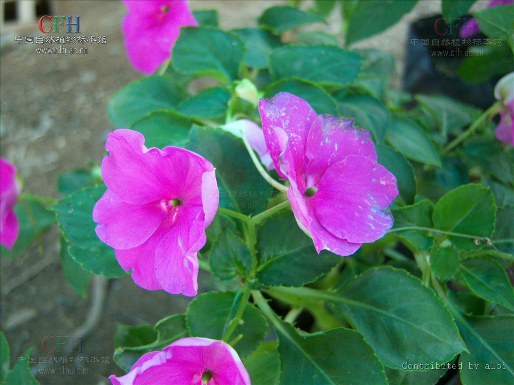  p>苏丹凤仙花(学名: i>impatiens walleriana /i> hook. f.