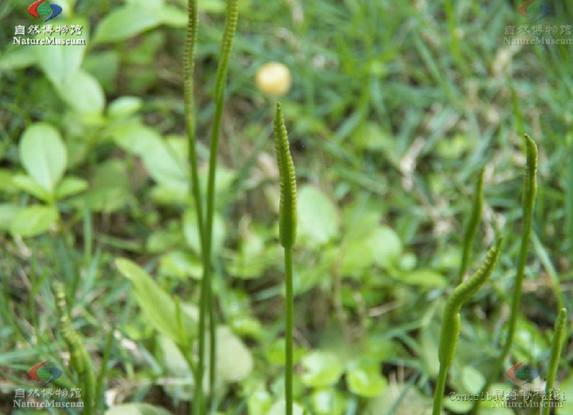 叶之分,出自总柄,营养叶单一,全缘,1-2片,少有更多的,披针形或卵形