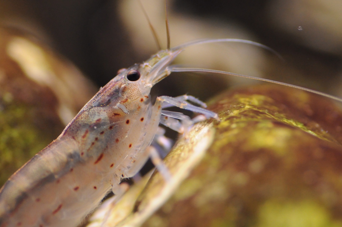  p>大和藻虾 - 俗名"takashi amano shrimp","yamato shrimp" 珍珠虾