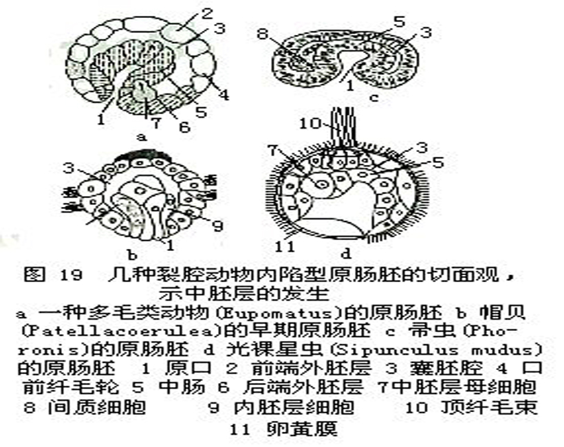 假体腔