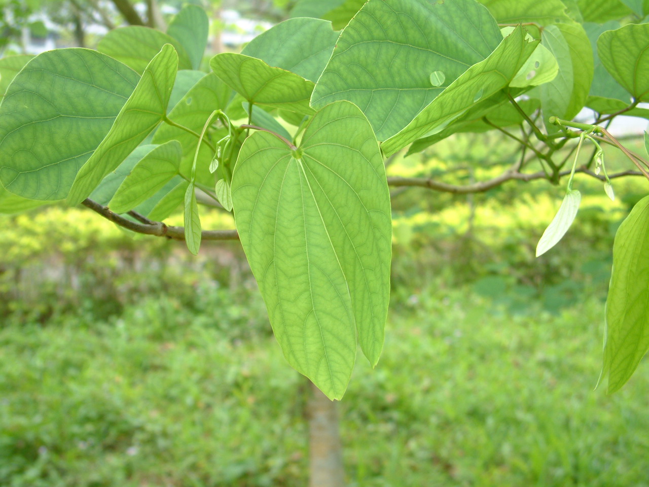  p>羊蹄(学名: i>rumex japonicus /i> houtt.