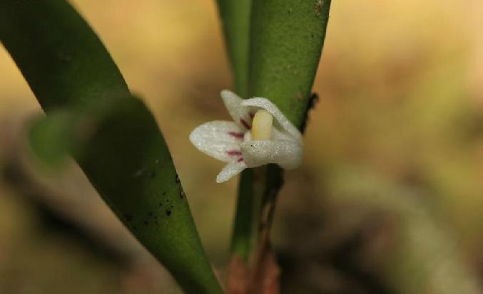  p>牛角兰属(学名:ceratostylis bl.