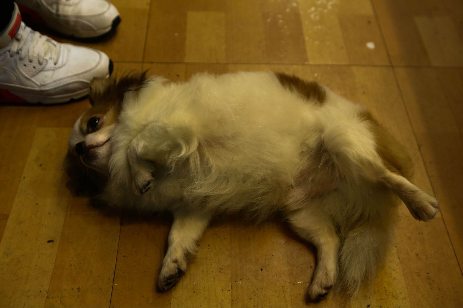  p>装死狗,是指美国的一只特别爱装死的狗.隔几个小时来一次.