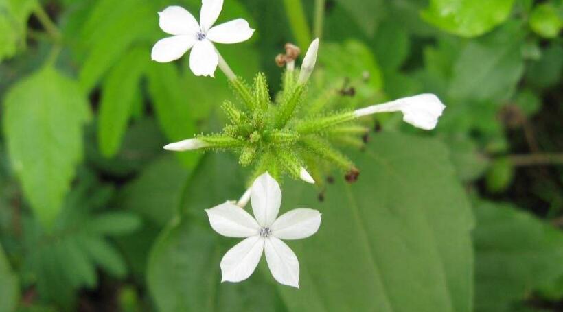  p>白花丹属(学名:plumbago linn.