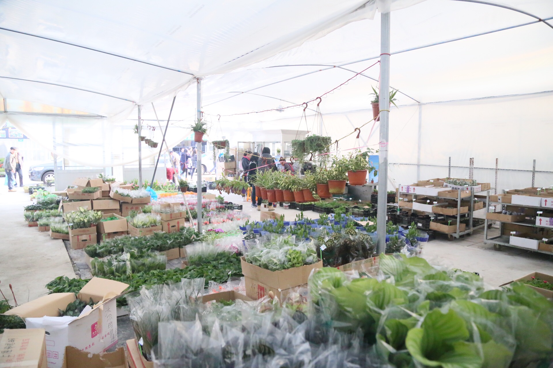 中国十大苗木批发市场(中国十大苗木批发市场在哪里)