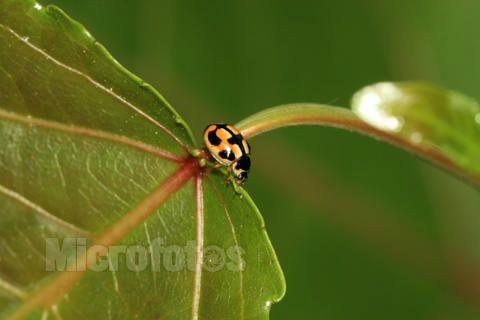 辽宁沈阳(大豆)龟纹瓢虫锚斑变型深色型