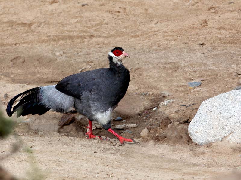  p>藏马鸡(学名: i>crossoptilon harmani /i>)也叫 a target="_blank