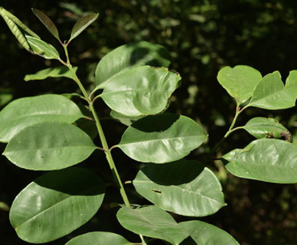  p>大果水翁(学名: i>cleistocalyx conspersipunctatus /i> merr.