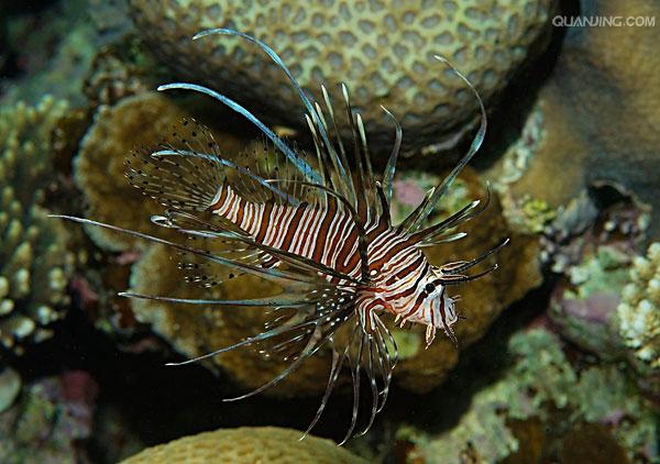  p>蓑鲉(学名: i>pterois volitans /i>)是鲉科,蓑鲉属硬骨鱼.