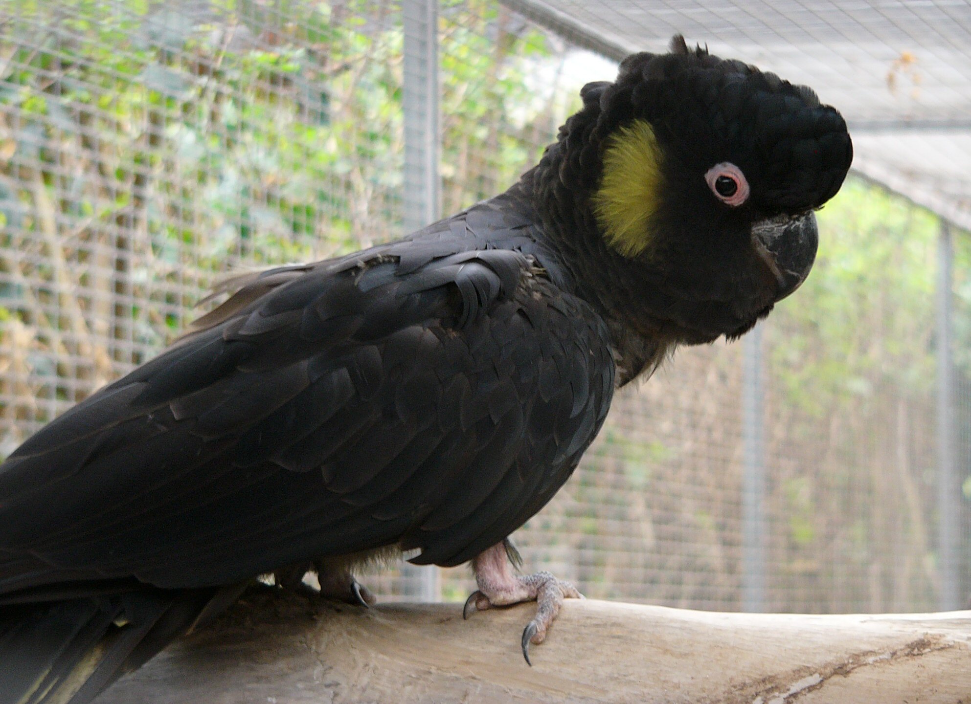 yellow-tailed black-cockatoo