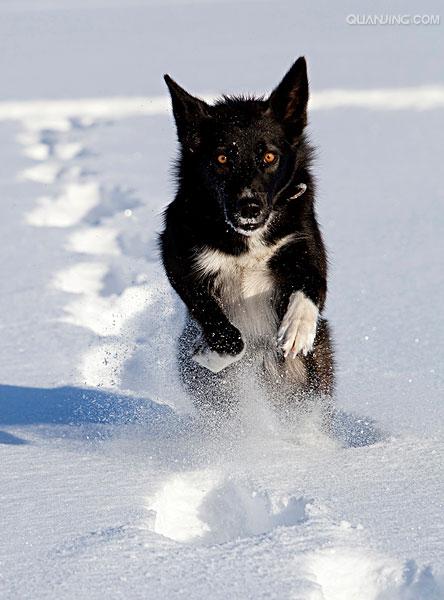 href="#" data-lemmaid="8206086">阿拉斯加犬 /a>,是最古老的极地 a