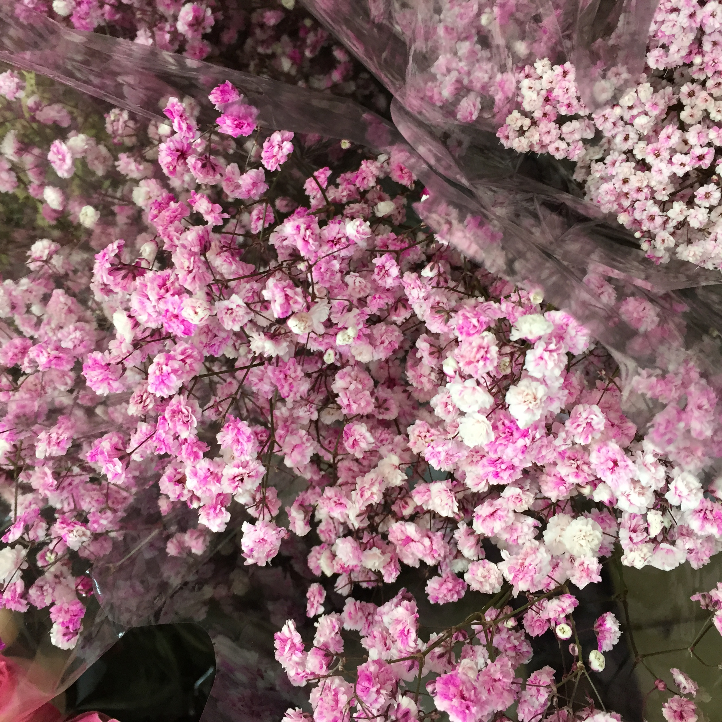  p>满天星,原名: a target="_blank" href="/item/圆锥石头花">圆锥