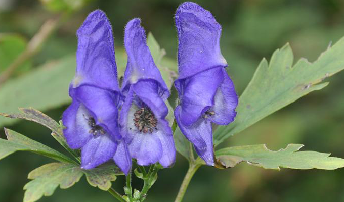  p>瓜叶乌头(拉丁学名: i>aconitum hemsleyanum /i> e. pritz.