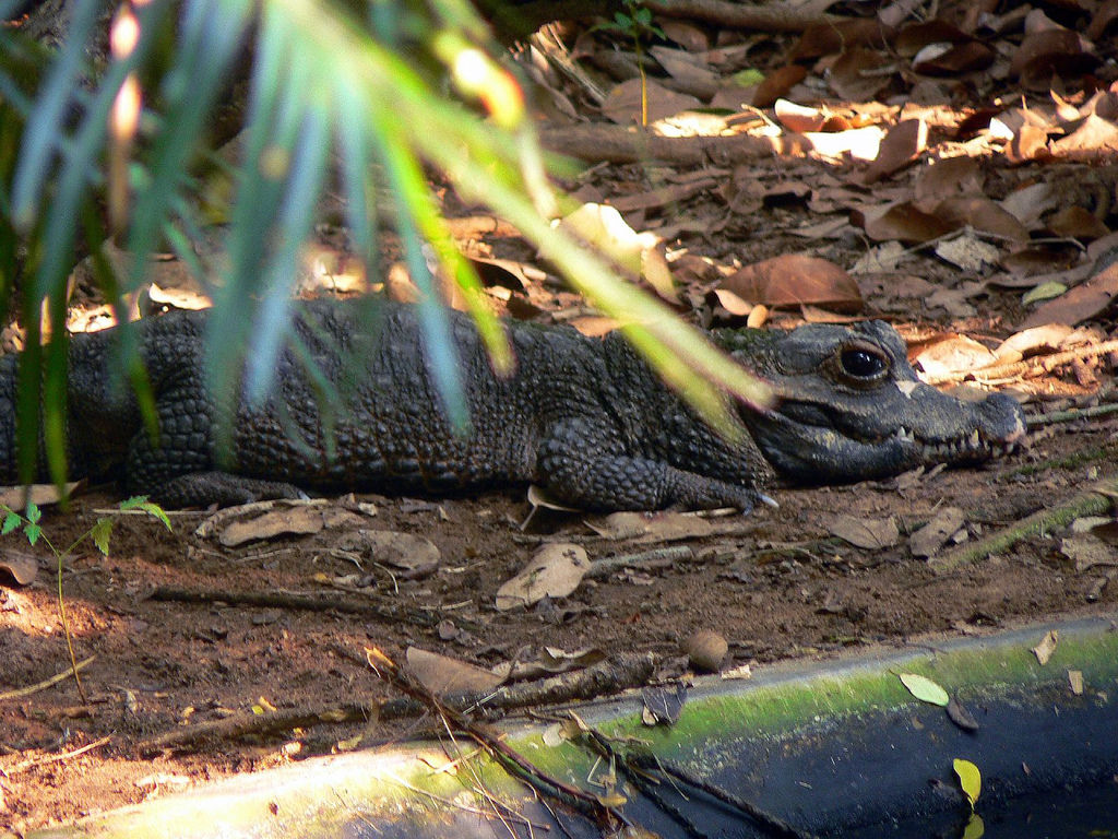  p>非洲侏儒鳄(学名: i>osteolaemus tetraspis /i> (cope, 1861)是