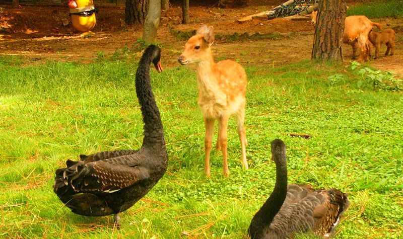 武汉野生动物园 全网资源