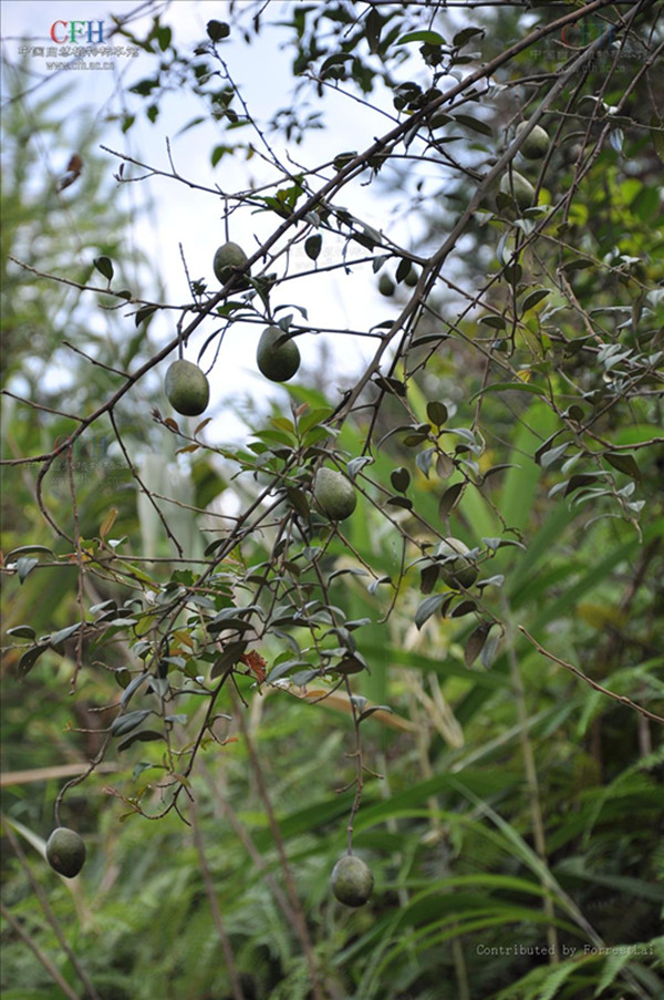 p>屈头鸡(学名: i>capparis versicolor /i> griff),是山柑科山柑属