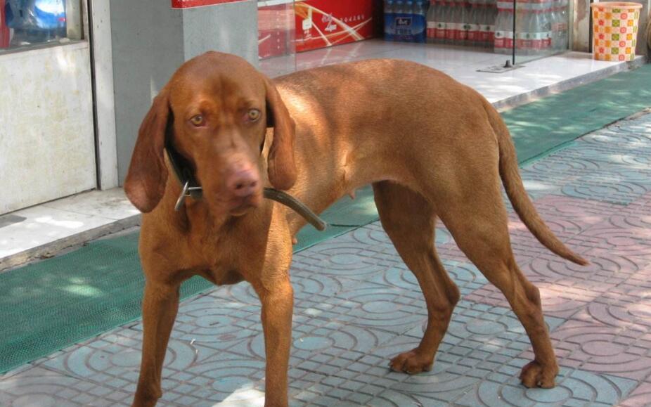  p data-id="gnvegix77n">切萨皮克湾寻猎犬头骨宽而圆,中等大小,微