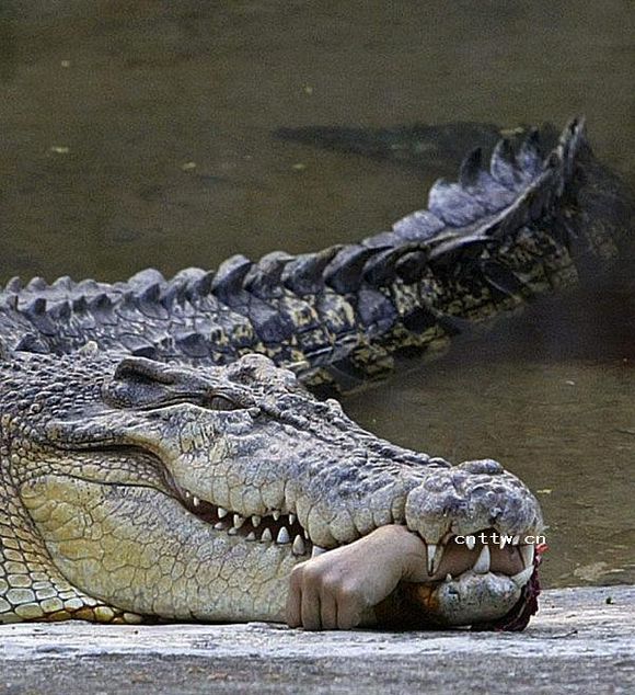 鳄鱼