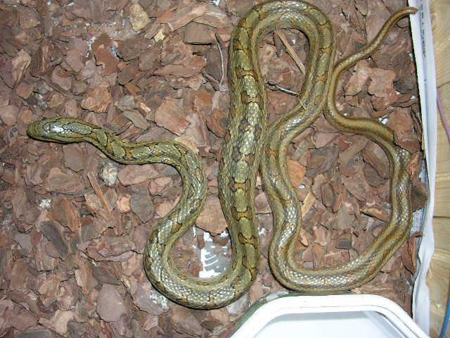  p>双斑锦蛇(学名:elaphe bimaculata)为 a href="#" data-lemmaid="