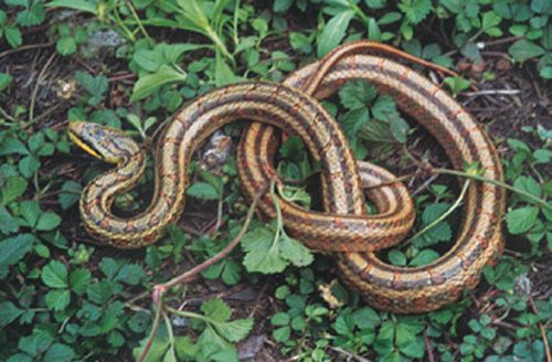  p>双斑锦蛇(学名:elaphe bimaculata)为 a href="#" data-lemmaid="