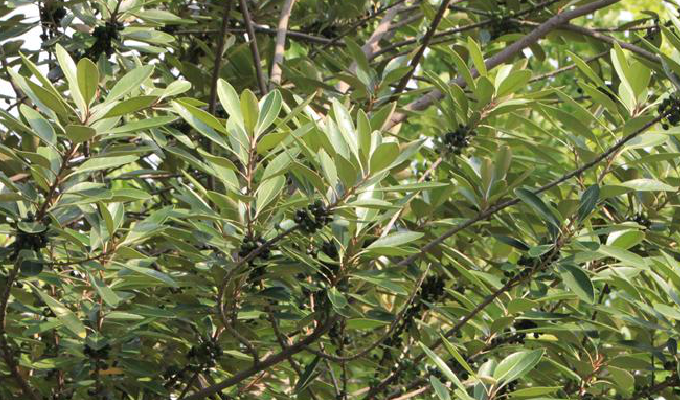  p>山榄属(学名:planchonella pierre) a href="#" data-lemmaid="