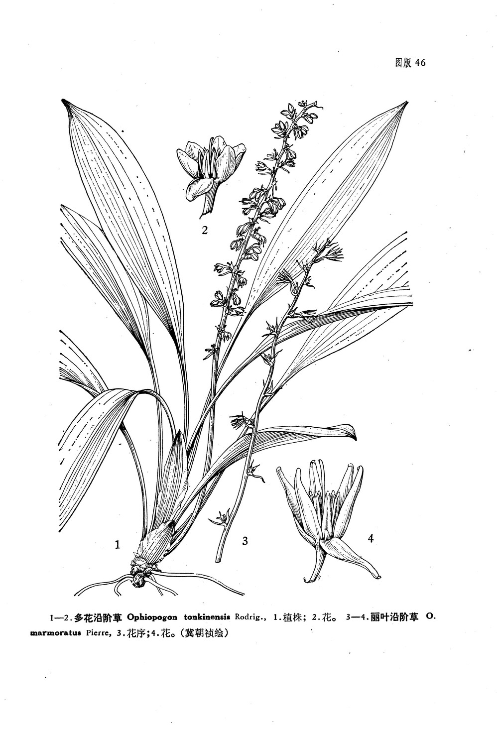  p>丽叶沿阶草 i>(学名:ophiopogon marmoratus) /i>,为 a href="#">