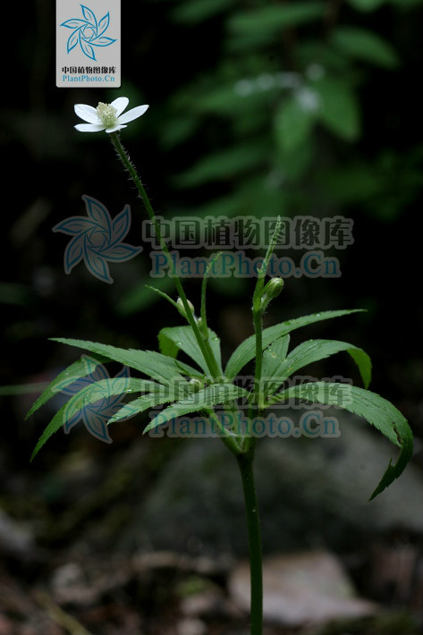  p>虎掌草(学名: i>anemone rivularis /i> buch.-ham. ex dc.