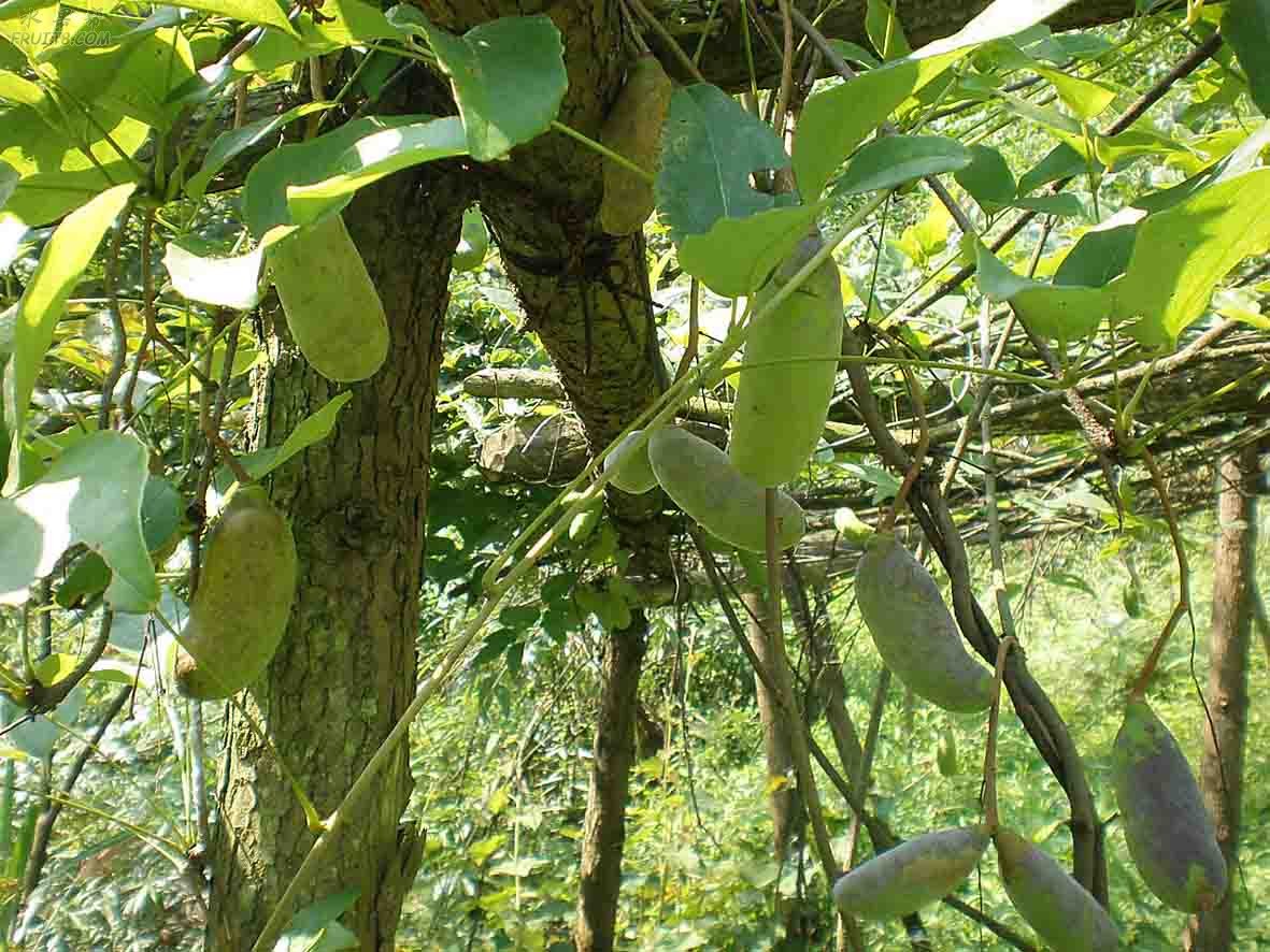  p>八月瓜属约14种,大部分产我国.我国有12种2变种,产秦岭以南各省区.