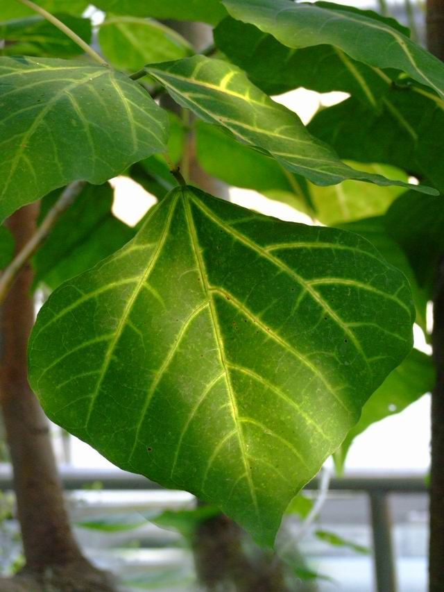  p>金脉刺桐(学名: i> /i> i>erythrina variegata &#39;parcell