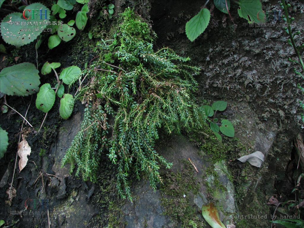  p>马尾杉属(学名:phlegmariurus (herter) holub)石杉科下一个属 .