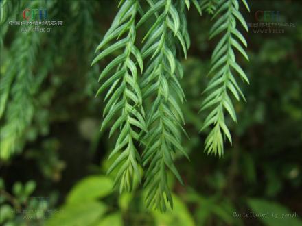 台湾杉_百度百科