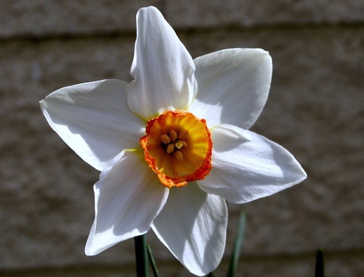  p>红口水仙(学名: i>narcissus poeticus /i> sm.