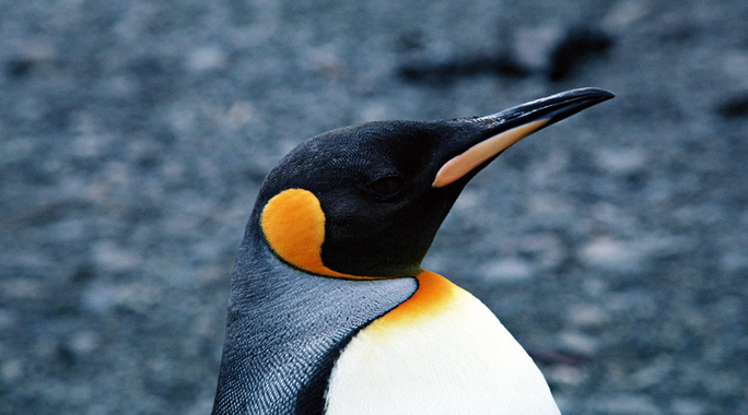  p data-id="gnhd6bm0d2">王企鹅属( i>apteno