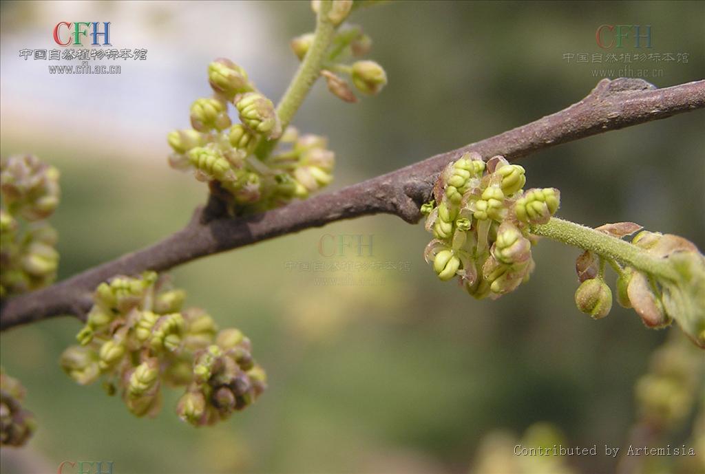  p>朴树(学名: i>celtis sinensis  /i>pers i>.